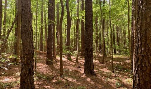 Photo #31 of SOLD property in 292 Peter Stallings Road, Macon, NC 53.0 acres