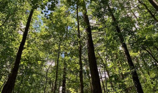 Photo #32 of SOLD property in 292 Peter Stallings Road, Macon, NC 53.0 acres