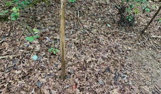 Photo #33 of SOLD property in 292 Peter Stallings Road, Macon, NC 53.0 acres