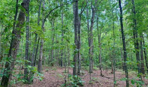 Photo #34 of SOLD property in 292 Peter Stallings Road, Macon, NC 53.0 acres