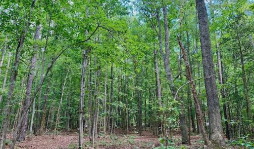 Photo #36 of SOLD property in 292 Peter Stallings Road, Macon, NC 53.0 acres
