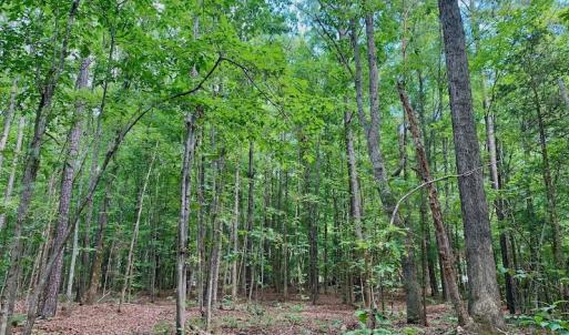 Photo #36 of SOLD property in 292 Peter Stallings Road, Macon, NC 53.0 acres