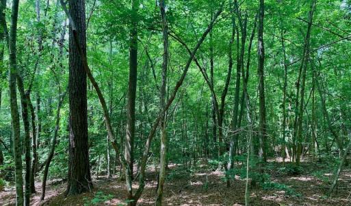 Photo #38 of SOLD property in 292 Peter Stallings Road, Macon, NC 53.0 acres