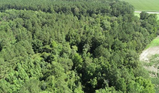 Photo #9 of SOLD property in Off Bell Road, Ivor, VA 6.0 acres