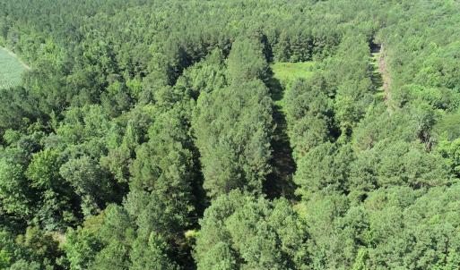 Photo #10 of SOLD property in Off Bell Road, Ivor, VA 6.0 acres