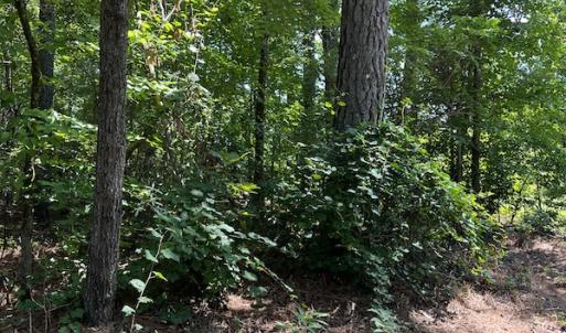 Photo #12 of SOLD property in Off Bell Road, Ivor, VA 6.0 acres