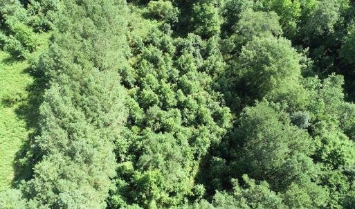 Photo #8 of SOLD property in Off Bell Road, Ivor, VA 6.0 acres