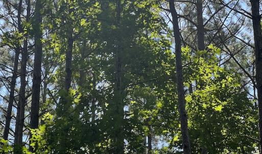 Photo #11 of Off Bell Road, Ivor, VA 2.3 acres