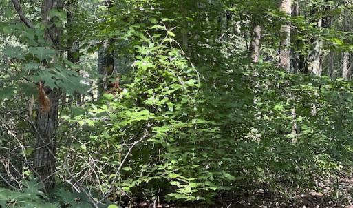 Photo #10 of Off Bell Road, Ivor, VA 2.3 acres