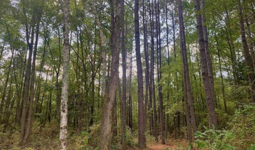 Photo #2 of SOLD property in Off Dixon Road, Bethel, NC 33.0 acres