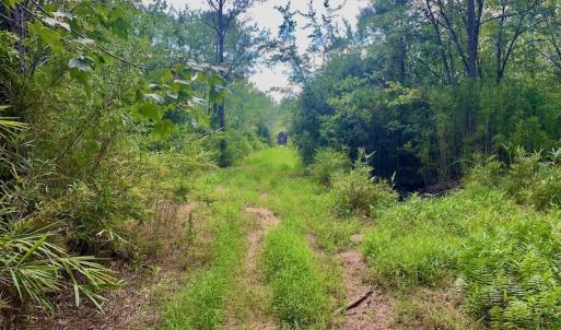 Photo #4 of SOLD property in Off Dixon Road, Bethel, NC 33.0 acres