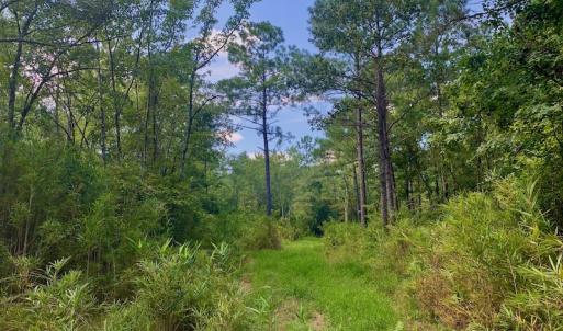 Photo #5 of SOLD property in Off Dixon Road, Bethel, NC 33.0 acres