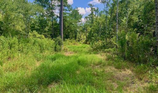 Photo #7 of SOLD property in Off Dixon Road, Bethel, NC 33.0 acres