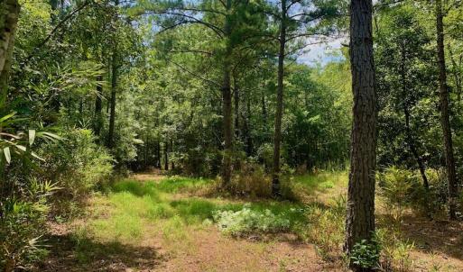 Photo #10 of SOLD property in Off Dixon Road, Bethel, NC 33.0 acres