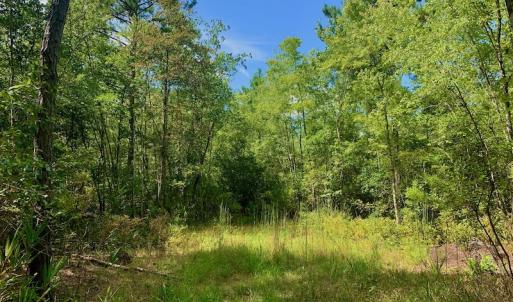 Photo #11 of SOLD property in Off Dixon Road, Bethel, NC 33.0 acres