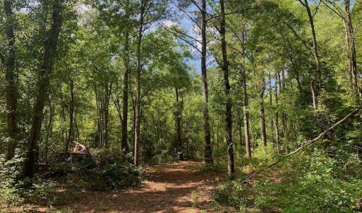 Photo #14 of SOLD property in Off Dixon Road, Bethel, NC 33.0 acres
