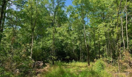 Photo #16 of SOLD property in Off Dixon Road, Bethel, NC 33.0 acres
