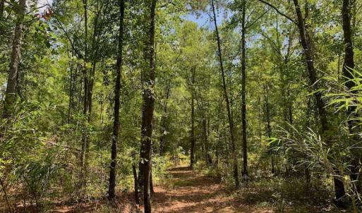 Photo #17 of SOLD property in Off Dixon Road, Bethel, NC 33.0 acres