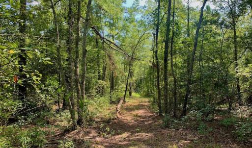 Photo #18 of SOLD property in Off Dixon Road, Bethel, NC 33.0 acres