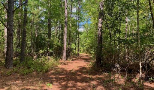 Photo #21 of SOLD property in Off Dixon Road, Bethel, NC 33.0 acres