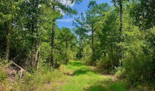 Photo #23 of SOLD property in Off Dixon Road, Bethel, NC 33.0 acres