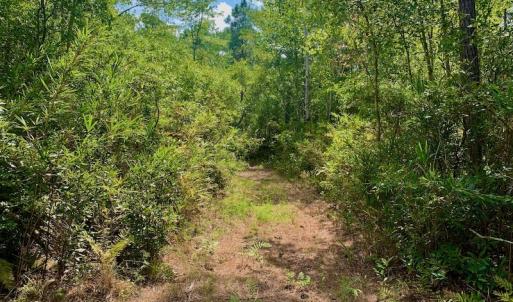 Photo #26 of SOLD property in Off Dixon Road, Bethel, NC 33.0 acres