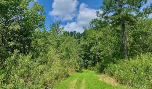 Photo #27 of SOLD property in Off Dixon Road, Bethel, NC 33.0 acres