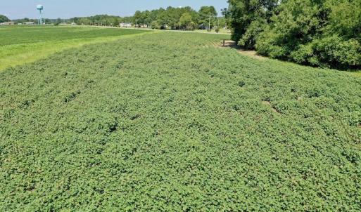 Photo #23 of SOLD property in Off Hwy 903, Scotland Neck, NC 26.7 acres