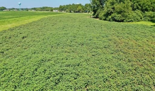 Photo #24 of SOLD property in Off Hwy 903, Scotland Neck, NC 26.7 acres