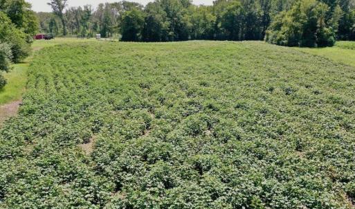 Photo #25 of SOLD property in Off Hwy 903, Scotland Neck, NC 26.7 acres