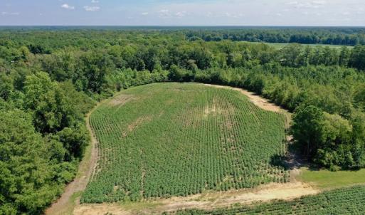 Photo #26 of SOLD property in Off Hwy 903, Scotland Neck, NC 26.7 acres