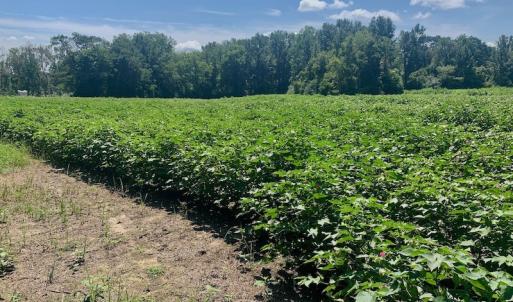 Photo #28 of SOLD property in Off Hwy 903, Scotland Neck, NC 26.7 acres
