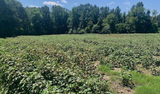 Photo #30 of SOLD property in Off Hwy 903, Scotland Neck, NC 26.7 acres