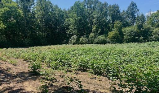 Photo #31 of SOLD property in Off Hwy 903, Scotland Neck, NC 26.7 acres