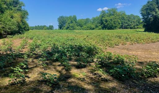 Photo #32 of SOLD property in Off Hwy 903, Scotland Neck, NC 26.7 acres