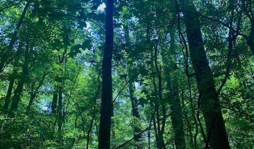 Photo #33 of SOLD property in Off Hwy 903, Scotland Neck, NC 26.7 acres