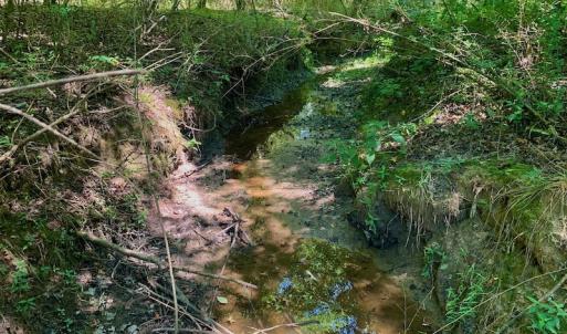 Photo #35 of SOLD property in Off Hwy 903, Scotland Neck, NC 26.7 acres