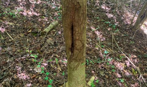 Photo #36 of SOLD property in Off Hwy 903, Scotland Neck, NC 26.7 acres