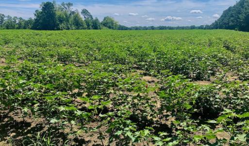 Photo #37 of SOLD property in Off Hwy 903, Scotland Neck, NC 26.7 acres