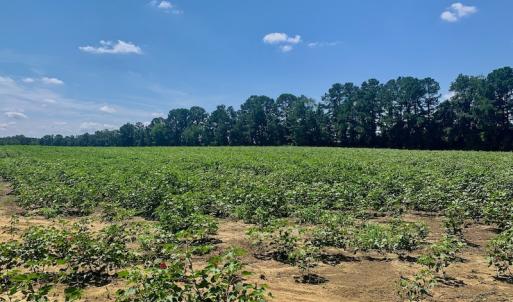 Photo #40 of SOLD property in Off Hwy 903, Scotland Neck, NC 26.7 acres