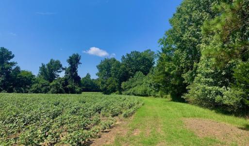 Photo #41 of SOLD property in Off Hwy 903, Scotland Neck, NC 26.7 acres