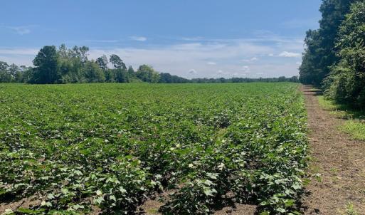 Photo #42 of SOLD property in Off Hwy 903, Scotland Neck, NC 26.7 acres