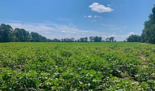 Photo #43 of SOLD property in Off Hwy 903, Scotland Neck, NC 26.7 acres