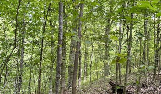 Photo #38 of SOLD property in 2000 Watts Trail, Virgilina, VA 107.9 acres