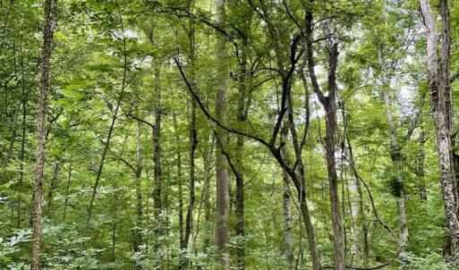 Photo #42 of SOLD property in 2000 Watts Trail, Virgilina, VA 107.9 acres