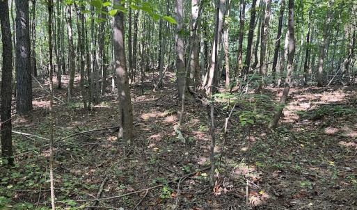 Photo #10 of SOLD property in Off Old Gaston Road, Gaston, NC 10.0 acres
