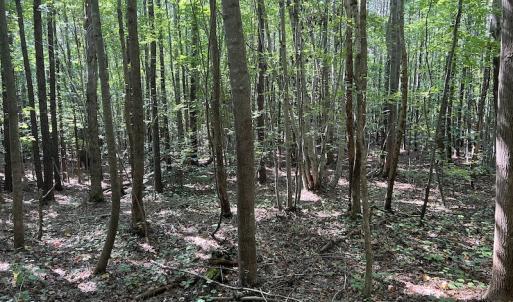Photo #12 of SOLD property in Off Old Gaston Road, Gaston, NC 10.0 acres
