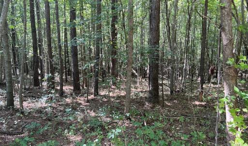 Photo #13 of SOLD property in Off Old Gaston Road, Gaston, NC 10.0 acres