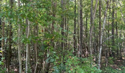 Photo #14 of SOLD property in Off Old Gaston Road, Gaston, NC 10.0 acres