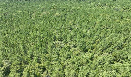 Photo #8 of SOLD property in Off Old Gaston Road, Gaston, NC 10.0 acres